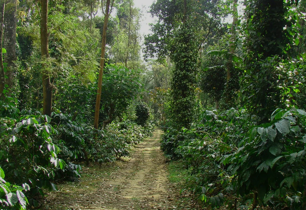 Nature and plantation walks amidst evergreen forests at Wild Planet Bana Heights in Wayanad, Kerala